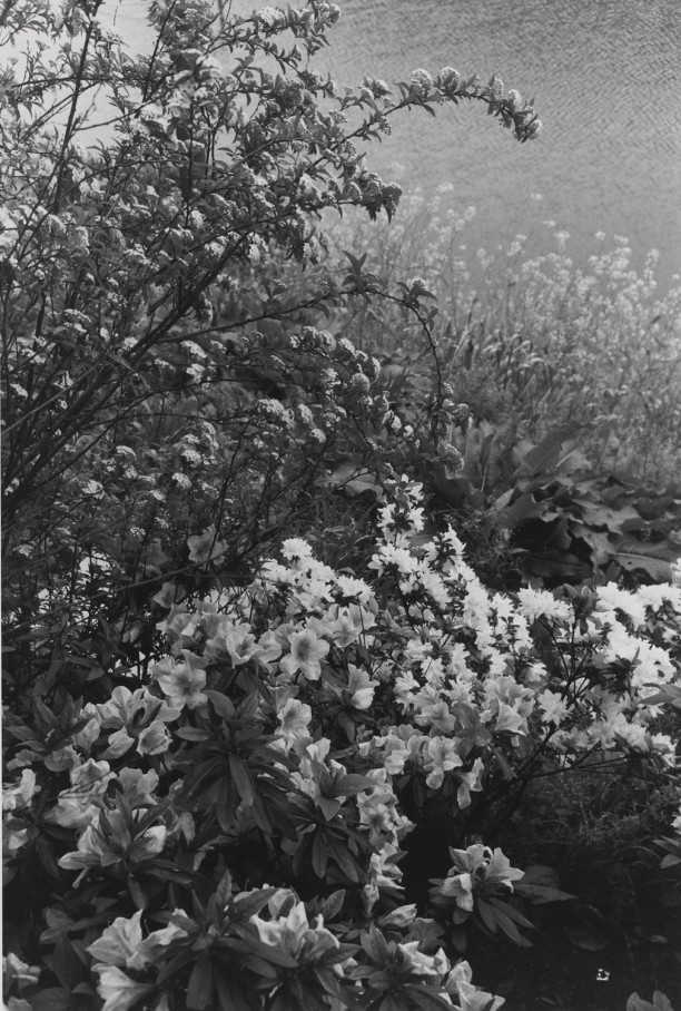 Untitled, Tokyo (Flowers near a stream)