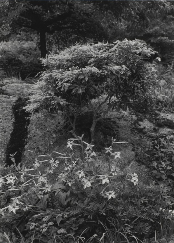 Untitled, New York City (Small Tree and Flowers)