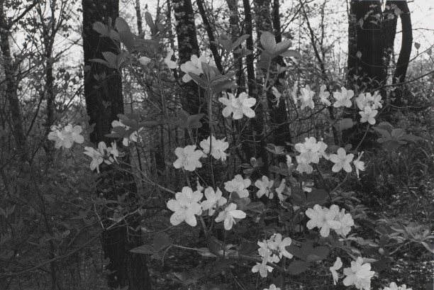 Untitled, New City, New York (White Blossoms)