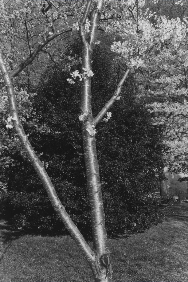 Untitled, Washington D.C. (Shiny Tree Trunk with Blossoms)