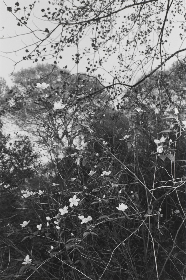 Untitled, New City, New York (Small White Blossoms)