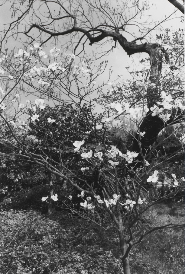 Untitled, Tokyo, Japan (Tree with White Blossoms)