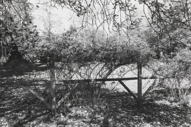 Untitled, West Orange, New Jersey (Wood Fence with Branches)