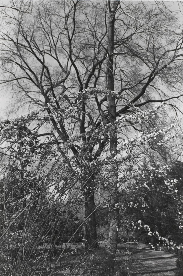 Untitled, Washington, D.C. (White Blossoms on Leaning Branches)