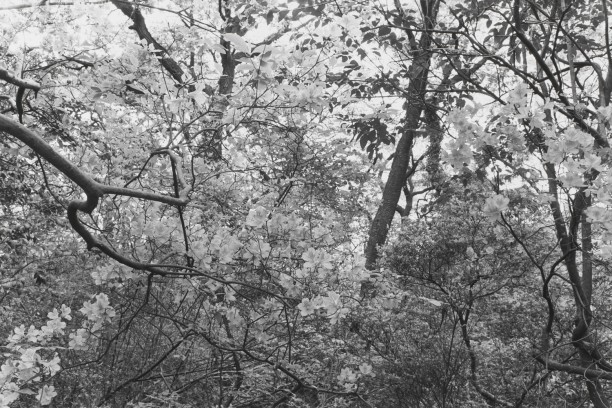 Untitled, Tokyo, Japan (Thick Brush with White Blosssoms)