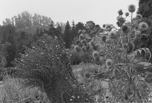 Untitled, Berkeley, California (Thistles)