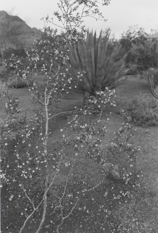 Untitled, Phoenix, Arizona (Blooming Bush)