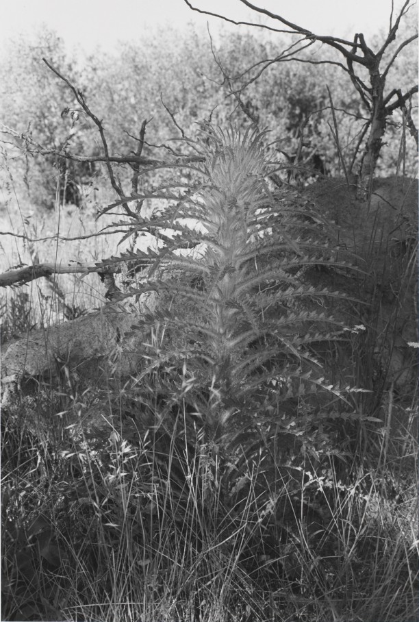 Untitled, West Yellowstone, Wyoming (Tall Weed)