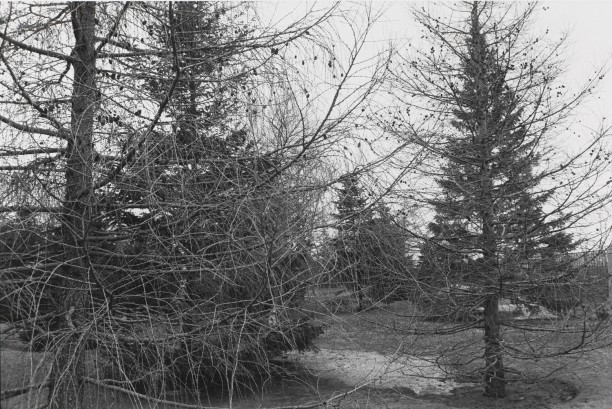 Untitled, Montreal, Canada (Christmas Trees)