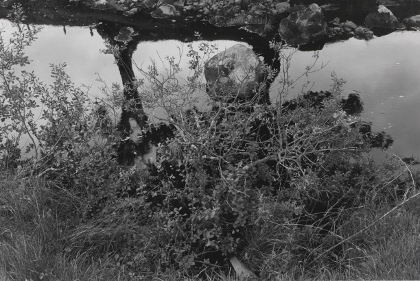 Untitled, Aynshire, Scotland (Bush, Rock, and Stream)