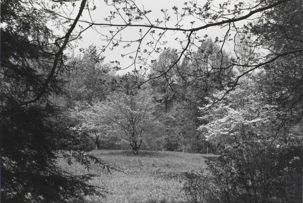 Untitled, New City, New York (Forest Clearing with Tree)