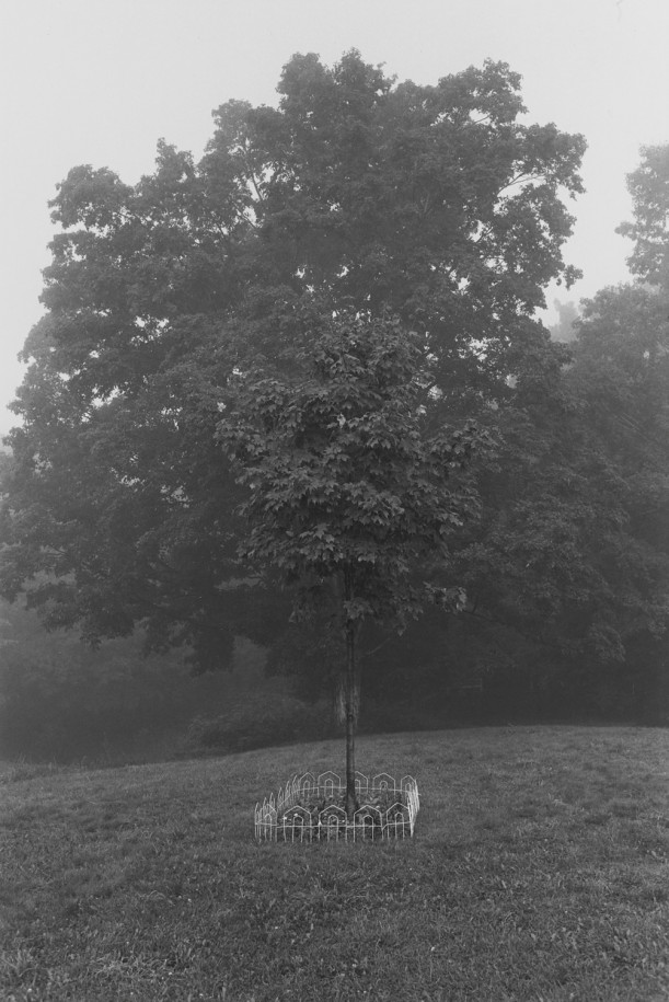 Untitled, East Chatham, New York (Solitary Tree)