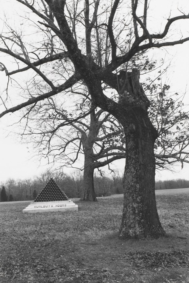 Untitled from Shiloh National Military Park, Tenessee (Hurlbuts Hogs)