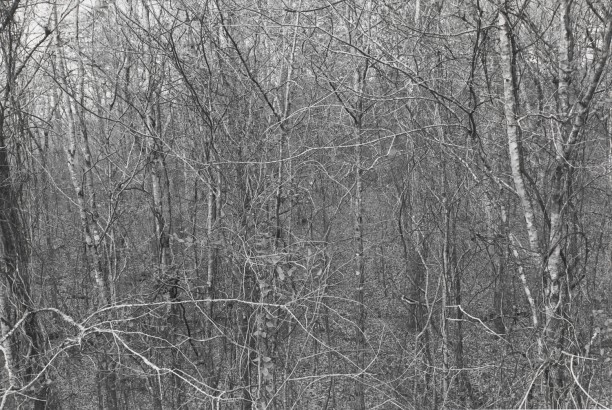 Untitled from Shiloh National Military Park, Tenessee (forest of trees and branches)