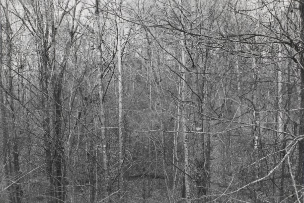 Untitled from Shiloh National Military Park, Tenessee (forest of trees and branches)