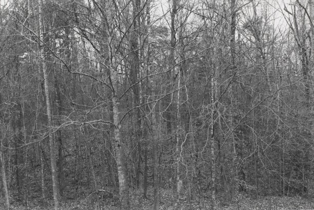 Untitled from Shiloh National Military Park, Tenessee (forest of trees and branches)