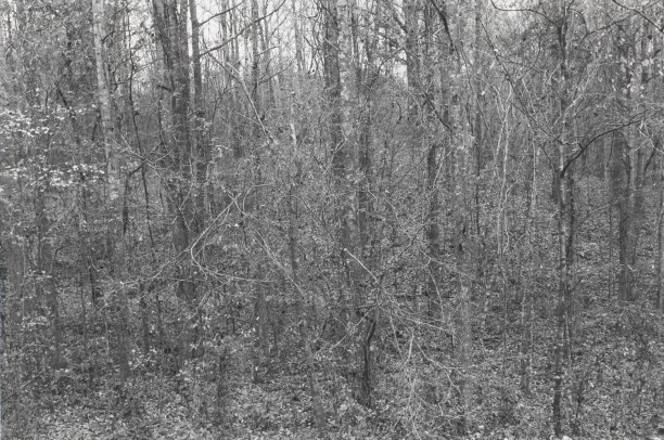 Untitled from Shiloh National Military Park, Tenessee (leaves, trucks and branches)