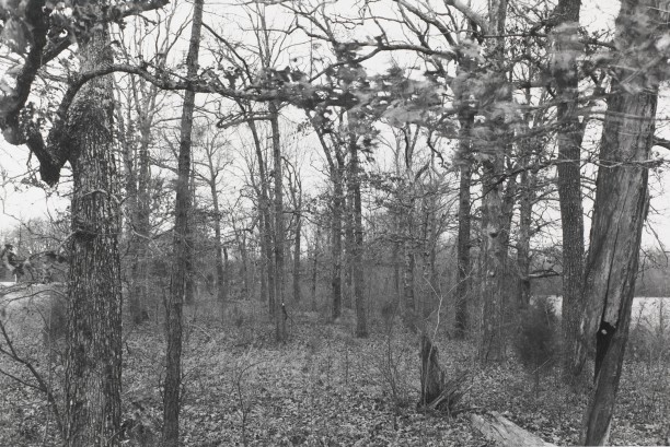 Untitled from Shiloh National Military Park, Tenessee (blowing leaves)