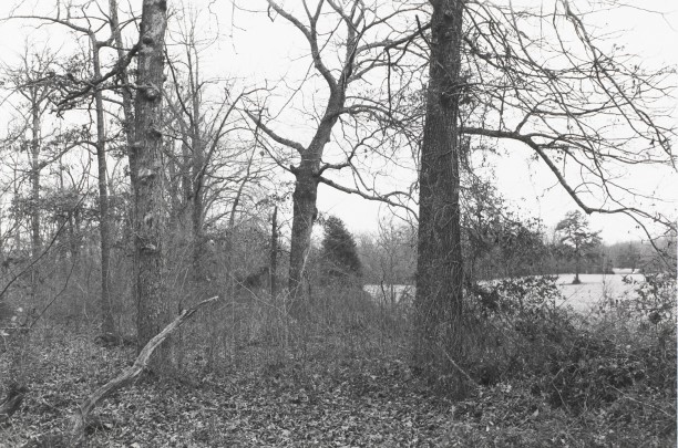 Untitled from Shiloh National Military Park, Tenessee (forest with view of clearing)