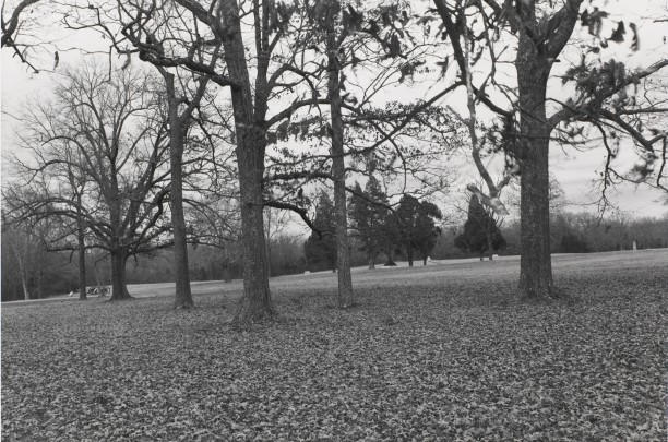 Untitled from Shiloh National Military Park, Tenessee (trees)