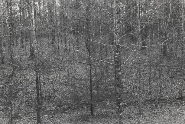 Untitled from Shiloh National Military Park, Tenessee (trees/branches)