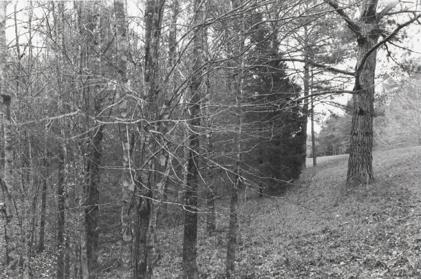 Untitled from Shiloh National Military Park, Tenessee (trees/branches)