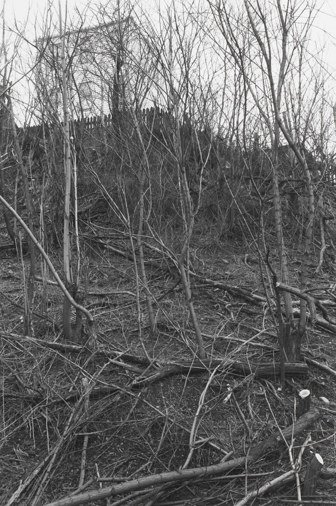 PITTSBURGH, PENNSYLVANIA (fallen trees) • MOCA