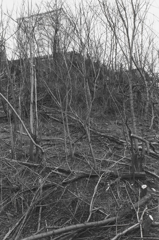 PITTSBURGH, PENNSYLVANIA (fallen trees)