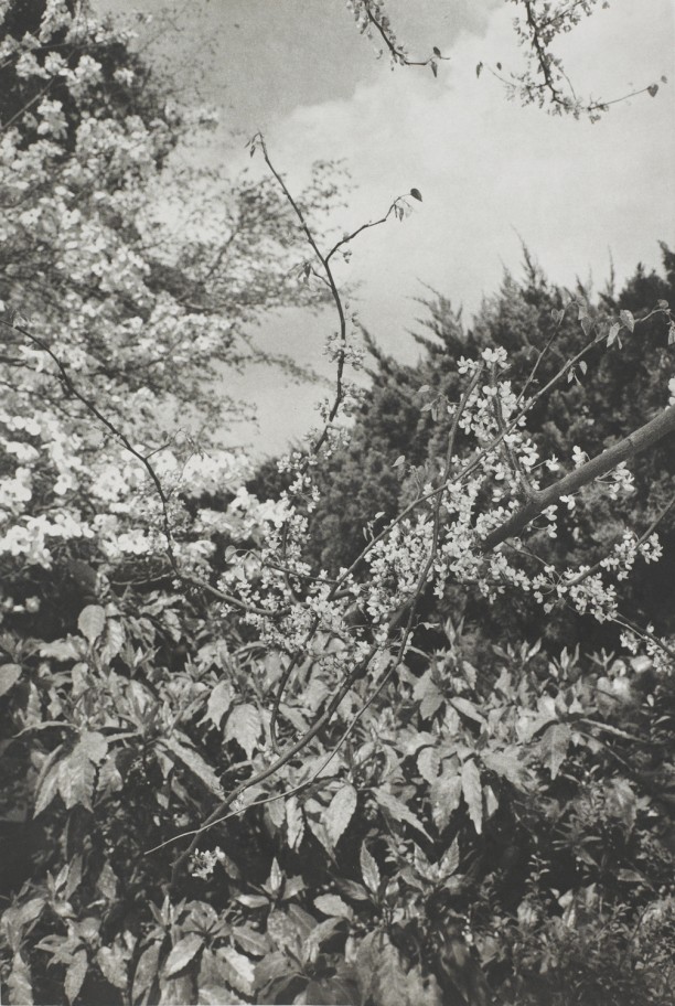 Tokyo (close-up of branch with blossoms)