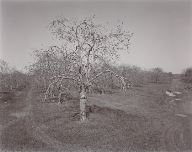 Poultneyville Orchard