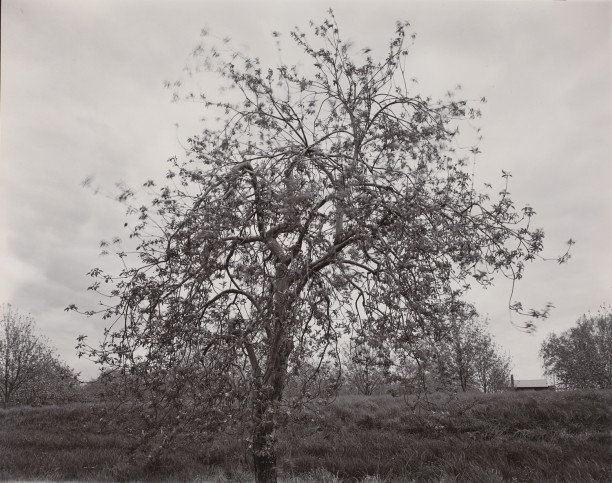 Poultneyville Orchard