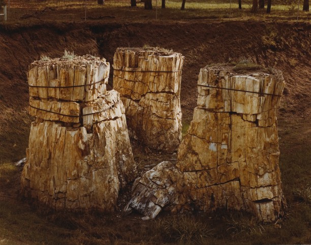 Petrified Sequoia Stumps, Florissant Fossil Beds, Colorado