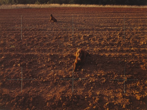 Red Setters in Red Field, Charlotte, North Carolina