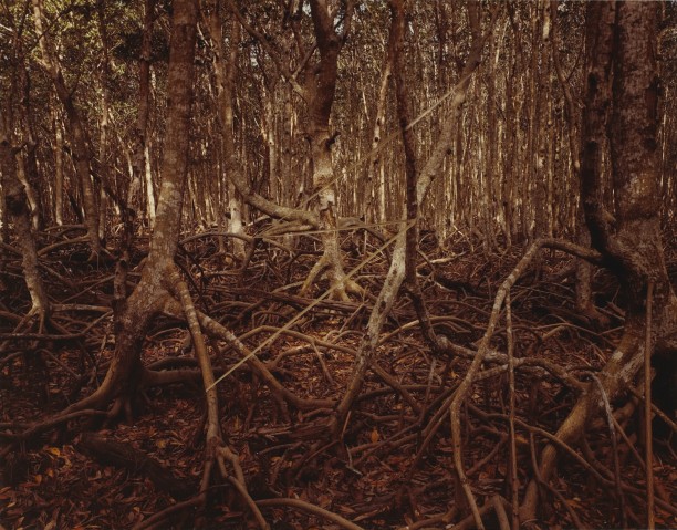 Mangrove Swamp Lightning, Matheison Hammock State Park, Florida