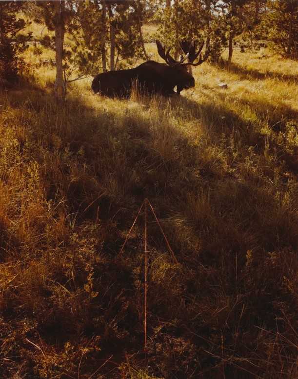 Moose and Arrow, Grand Teton National Park, Wyo.