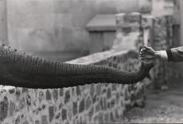 Untitled (Elephant trunk)