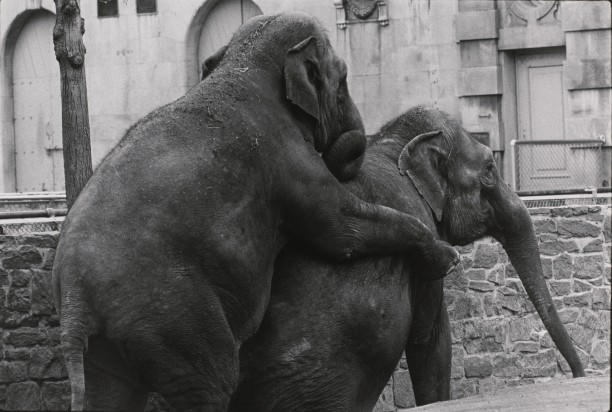 Untitled (Two elephants)