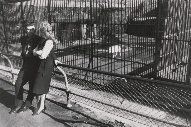 Untitled (A couple in front of wolf cage)