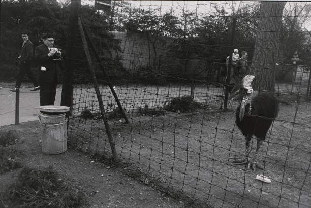 Untitled (A man taking a picture of a caged bird)