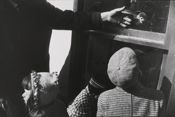 Untitled (A group of kids looking at a monkey through glass)