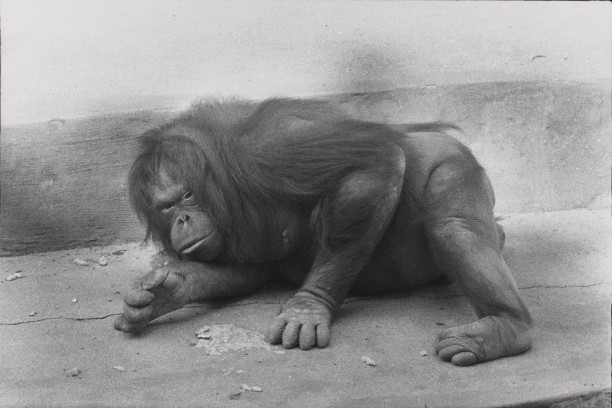 Untitled (Orangutan reclining)