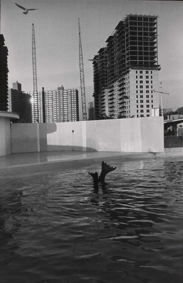 Untitled (Flippers with skyscrapers in background)