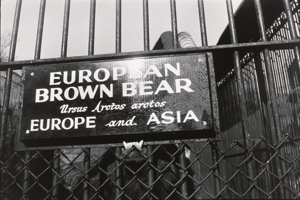 Untitled (European Brown Bear sign being bitten by the bear)