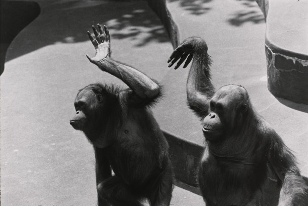 Untitled (Two Orangutans waving)
