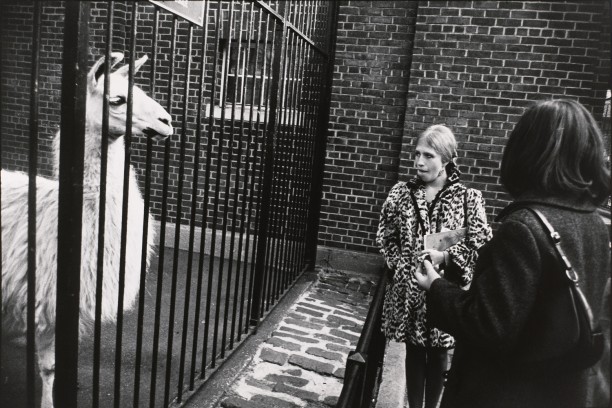 Untitled (Two women staring at a llama)