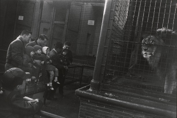 Untitled (A group of people at the lion cage)