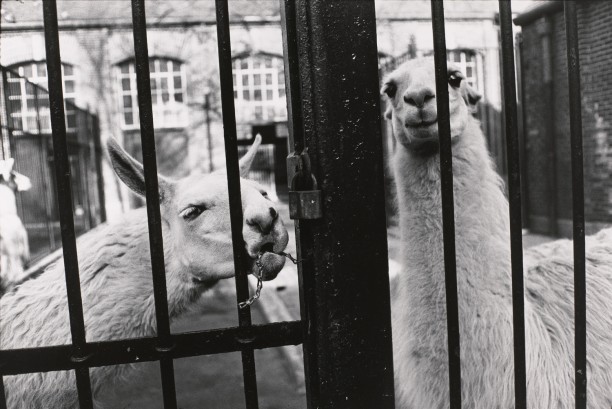 Untitled (Two llamas at their fence)