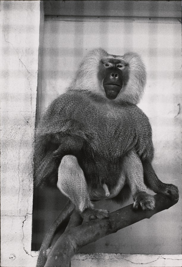 Untitled (A baboon on a tree limb)
