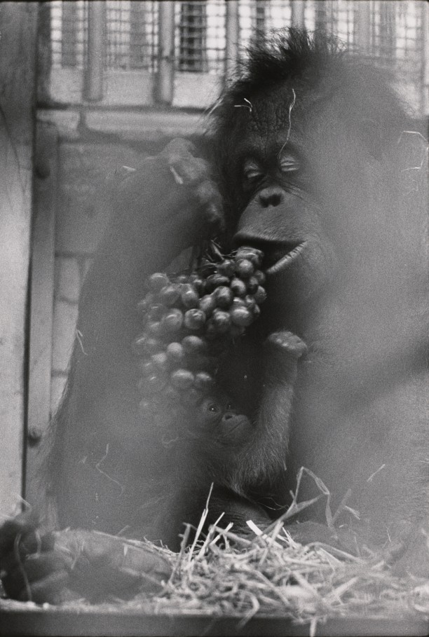 Untitled (A mother and baby orangutan eating grapes)