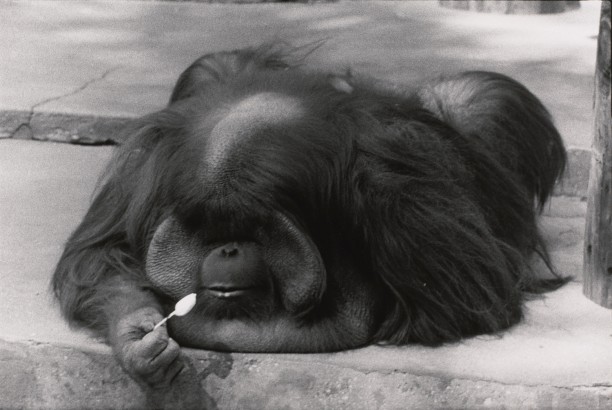 Untitled (An orangutan eating something off a spoon)